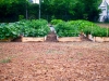 overview of the beds in the Garden