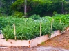 Seeds of Love Community Garden