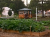 Seeds of Love Community Garden