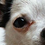 Dog in closeup Dog in closeup