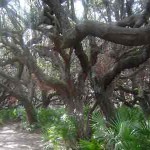 cumberlandliveoak cumberlandliveoak