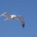 seagull seagull